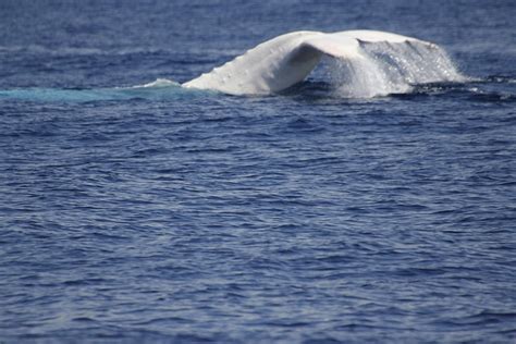 Rare Photos Of Migaloo The Albino Humpback Whale