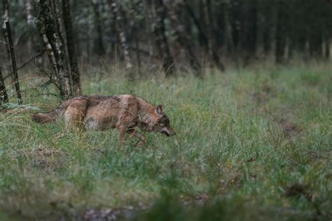 Nederland Telt Nu Negen Wolvenroedels Met 29 Welpen Trouw