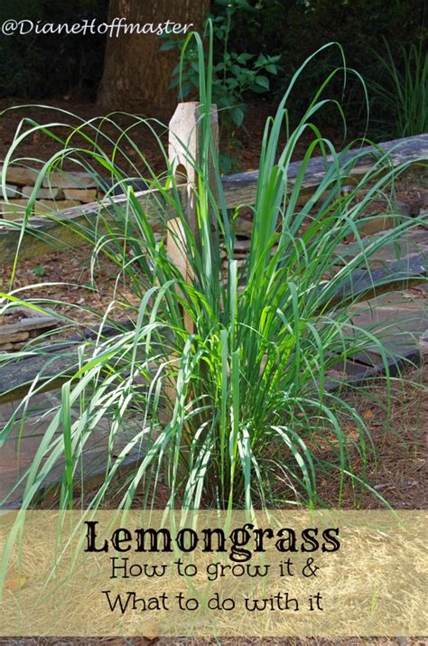 Tips And Technique Grow Your Own Lemongrass In Garden And Backyard