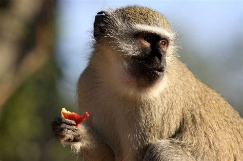 Vervet Monkey Eating Fruit - Monkey Facts and Information