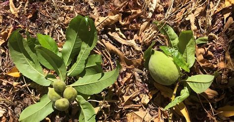 Through Thick And Thin Managing Fruit Load On Backyard Trees