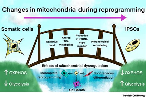 Mitochondrial Dna Dynamics In Reprogramming To Pluripotency Trends In