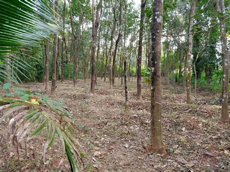 Residential Plot 1 Acre For Sale In Kollengode Palakkad REI1166659