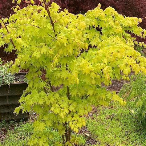 Buy Acer Palmatum Summer Gold Japanese Maple Mr Maple │ Buy Japanese Maple Trees