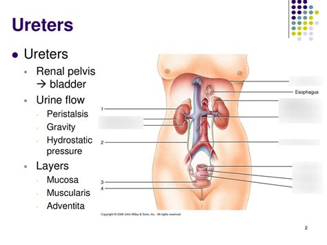 Ureters Diagram Quizlet