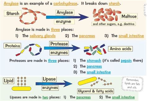 B Enzymes Digestion Diagram Quizlet