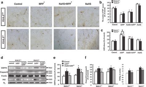 Nahs Protected Against Mpp Induced Cytotoxicity In Primary Cultured