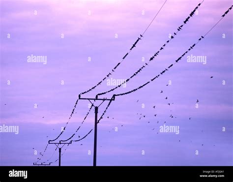 BIRDS ON POWER LINES Stock Photo - Alamy