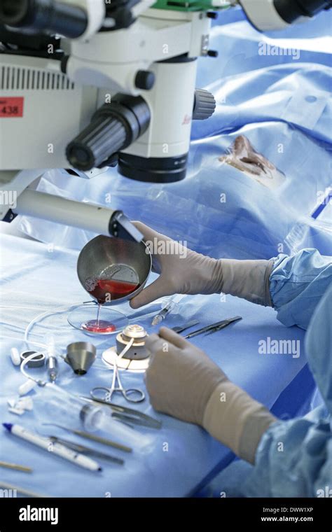 Transplant cornea eye surgery Stock Photo - Alamy