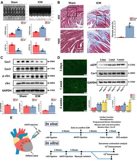 Cardiac Specific Overexpression Of Caveolin In Rats With Ischemic