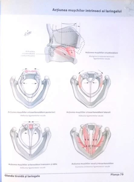 ATLAS DE ANATOMIE A OMULUI EDITIA A V A 2012 FRANK H NETTER