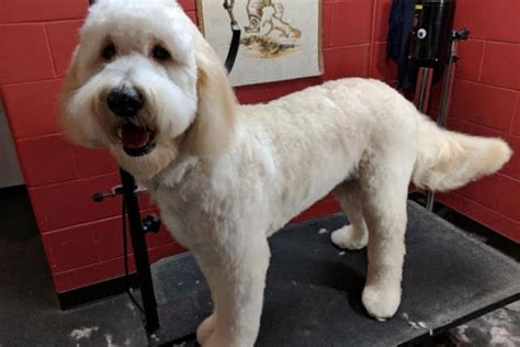 Whoodle Puppies: An Adorable Part Of The Canine World