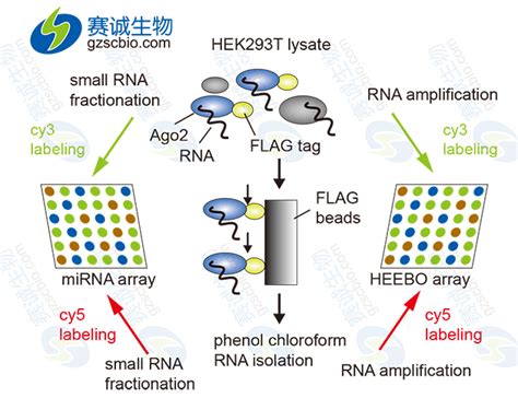 Ago2在mirna研究中的应用 技术专题停用 广州赛诚生物科技有限公司 服务于您的核心利益！