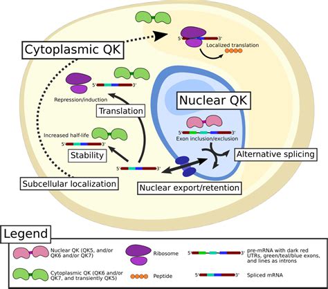 Figure From The Role Of The Rna Binding Protein Quaking In Lung