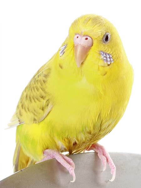 Parakeet Color Varieties | Explore Parakeet Colors | Parakeet Hues ...