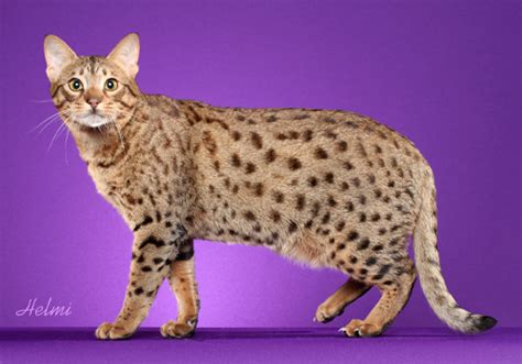 Ocicat Breeders