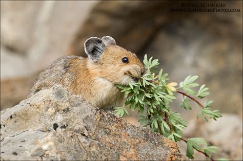 Pika collecting plant material