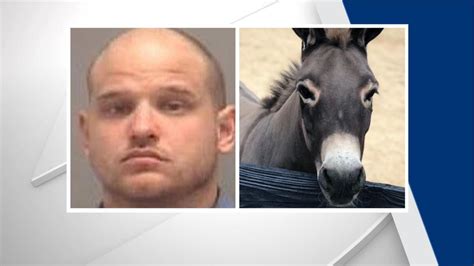 Man Accused Of Shooting Donkey In Apex Arrested Sheriff Says