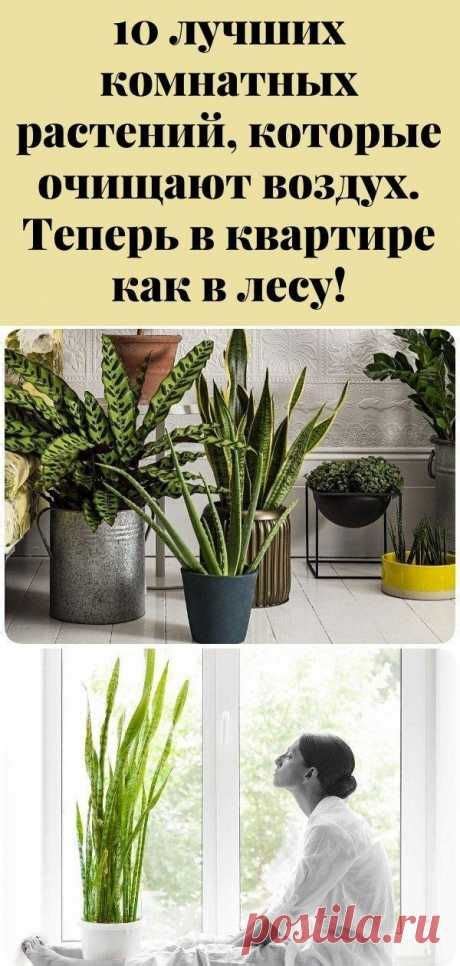 Дом, сад и огород | Растения, Огород, Сад