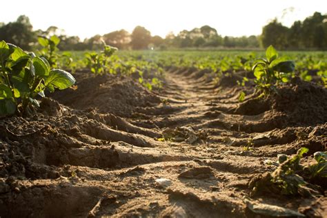 LAGRICOLTURA INTENSIVA E LEROSIONE DEL SUOLO Arca Bio