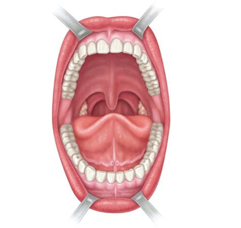 oral cavity Diagram | Quizlet