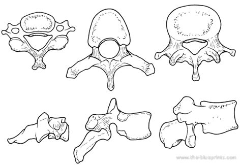 Para Columna Vertebral Colorear Dibujo Sketch Coloring Page