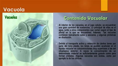 Estructura De La Celula Eucariota Vegetal Ppt