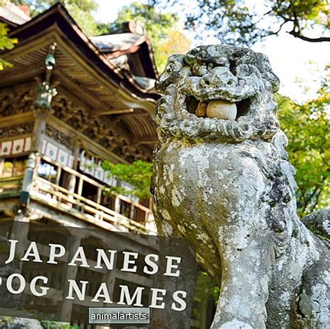 Más De 180 Nombres De Perros Japoneses Con Significados Perros 2024