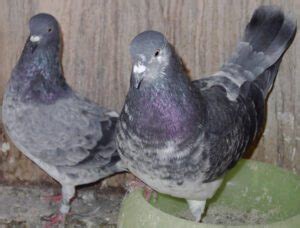 Tippler Pigeon Origin Characteristics Uses Photo