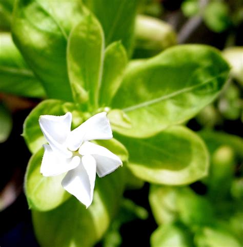 Jasminum Grandiflorum L Catalonian Jasmine World Flora Pl Ntnet