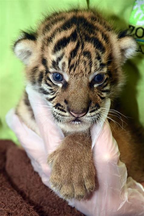 Tiger Cub Gets Life-Saving Help From Keepers - ZooBorns