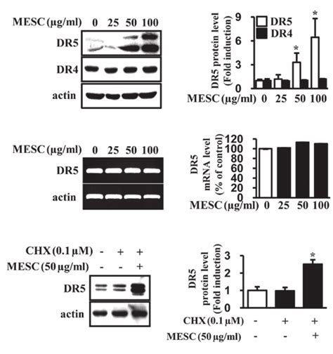 Mesc Induces Dr5 Protein Through The Inhibition Of Protein Degradation