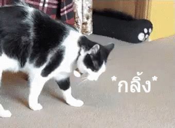 แมวกลิ้ง ม้วนตัว GIF - Cat Rolling Cat Roll Cat Somersault - Discover & Share GIFs