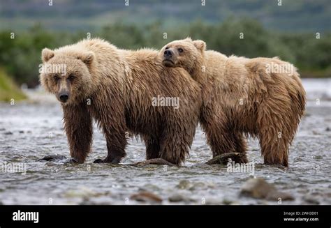 Brown Bear Fishing For Salmon In Alaska Stock Photo Alamy