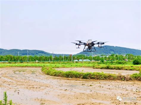 蔡甸无人机飞播水稻 科技耕种显高效 武汉市农业农村局