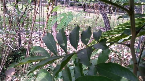 The Ackee Tree Achee Plant Ackee Apple Ayee Blighia Sapida Youtube