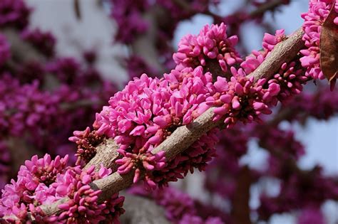 Chinese Redbud Plant Bloeiend Gratis Foto Op Pixabay Pixabay