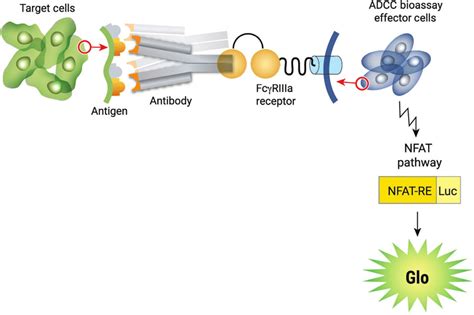 Assay Design Of Adcc Reporter Bioassay Adcc Antibody Dependent