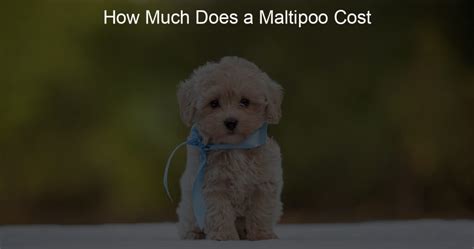 How Much Does A Maltipoo Cost Poodle Cuddle