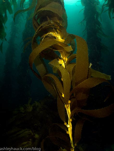 Diving the California Kelp Forest