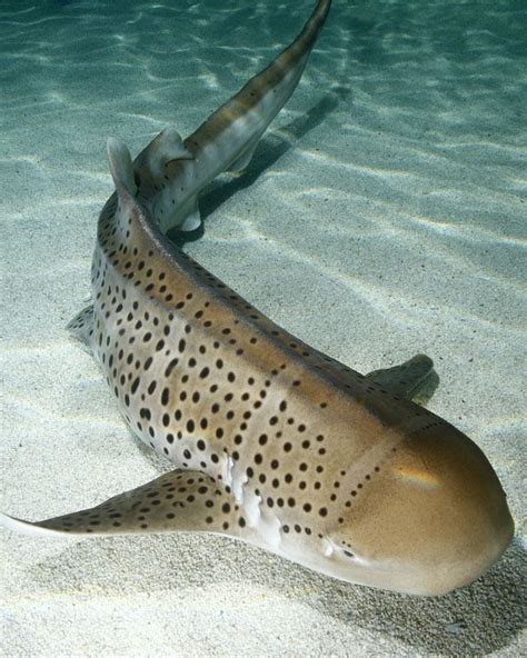 Zebra shark - Alchetron, The Free Social Encyclopedia