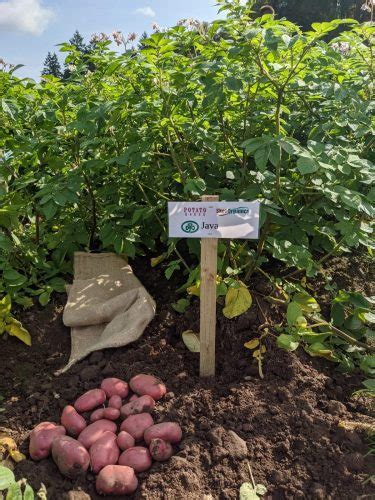 Blight Resistant Potatoes Is That A Marketing Ploy 🥔 Potato House