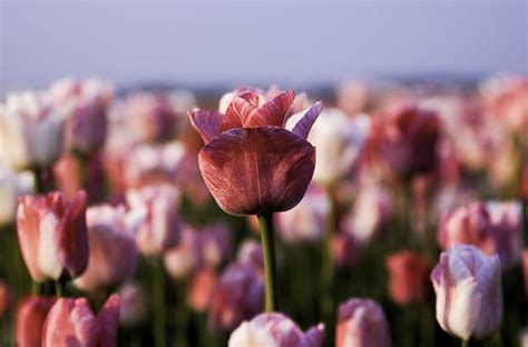 Pink tulips field HD wallpaper | Wallpaper Flare