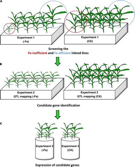 Frontiers Mapping Of The Quantitative Trait Loci And Candidate Genes