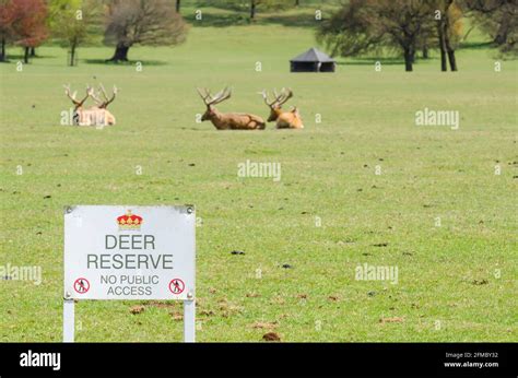 Rotwild herde mai Fotos und Bildmaterial in hoher Auflösung Alamy