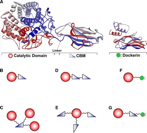 Representative illustrations of different domains in the 3D structure ...