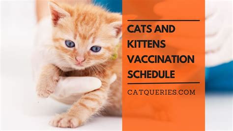 Cat Vaccination Schedule Brilliant Cat Vaccination Schedule Book