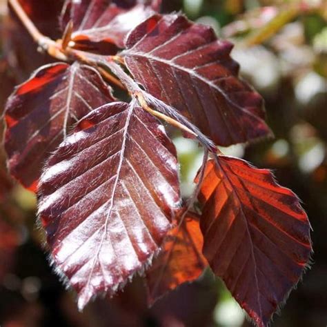 Fagus Sylvatica Atropunicea H Tre Fastigi Pourpre Hauteur Cm