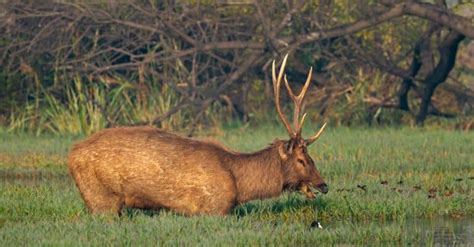 Deer Poop: What Does Deer Scat Look Like? - A-Z Animals