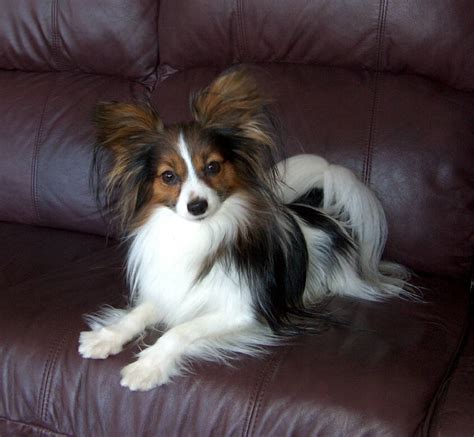 The Papillon Dog Breeds ~ Dog Galleries